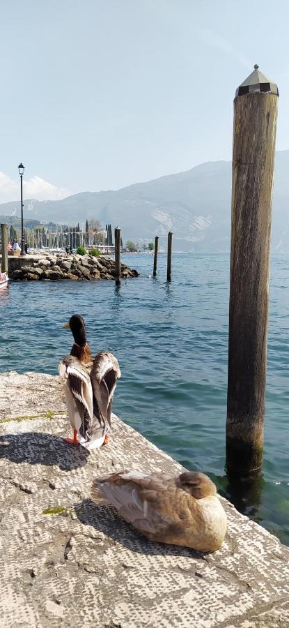 شقة Riva Del Garda Nest المظهر الخارجي الصورة